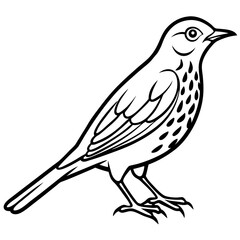 Song Thrush Outline Vector