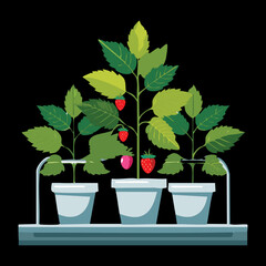 Automated Watering for Potted Raspberry Plants