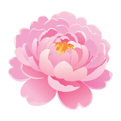 Soft Pink Peony Flower Round Petals Illustration