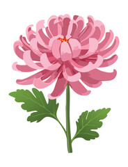 Soft Pink Chrysanthemum Blooming Flower Artistic Illustration