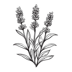 Lavender in the garden