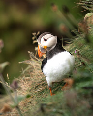 Puffins on the Cliffs of Scotland