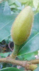 A fuzzy green bud emerging from a textured branch surrounded by lush green leaves