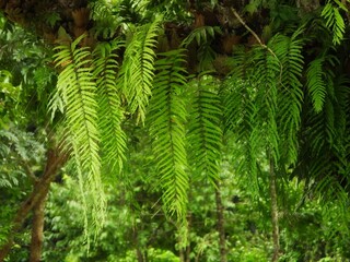 Fototapeta premium Lush green hanging fern fronds cascade from a tree trunk in a vibrant forest