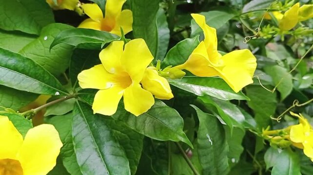 Footage video Bunga alamanda (Alamanda Cathartica) berasal dari daerah tropis di Amerika Tengah dan Selatan, khususnya banyak ditemukan di Brasil. Tanaman ini tumbuh subur di bawah sinar matahari