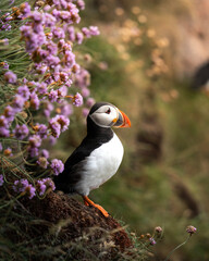 Puffins on the Cliffs of Scotland