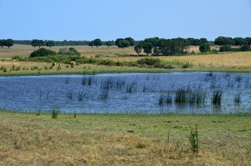 Vacas pastando junto a un lago en la región del Alentejo Litoral, Portugal