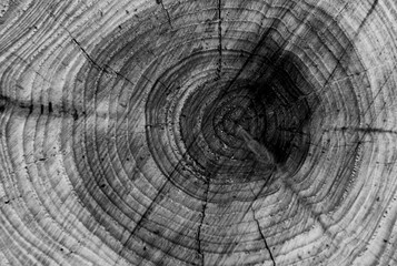 Close-up of a tree trunk cross-section, showing the annual growth rings and cracks.