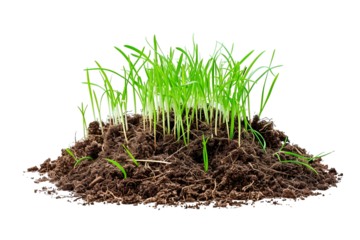 Abstract Green Waves 3D Render Soft Curves Minimalist Design