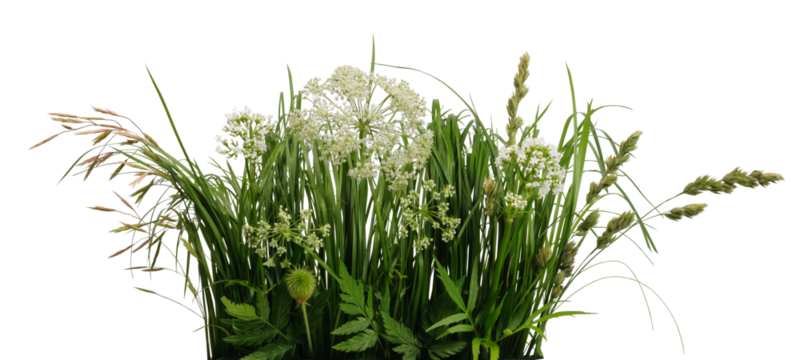 Few umbellate plants among various meadow grass isolated on white background