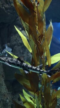 Leopard Shark (Triakis semifasciata) &ndash; 4K Close-Up of Spotted Coastal Shark