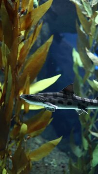 Leopard Shark (Triakis semifasciata) &ndash; 4K Close-Up of Spotted Coastal Shark