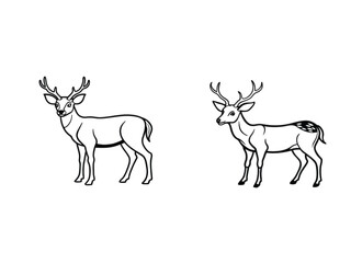 Two elegant deer with antlers standing gracefully isolated on white background
