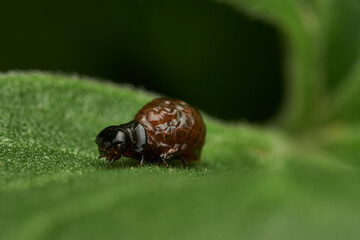 professional macro photography of insect nymphs emerging