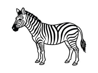 Fototapeta premium Stylized black and white illustration of a zebra standing calmly isolated on white background 