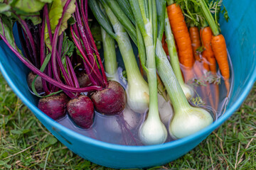 Freshly Harvested Root Vegetables Washed in Bucket. Beets, carrots, and green onions soaking in water inside a blue bucket, freshly picked from a garden and ready to clean.