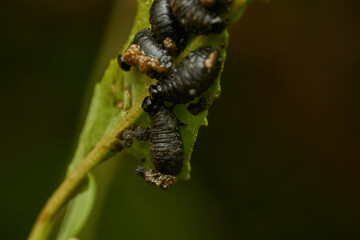 closeup view of baby insects on foliage