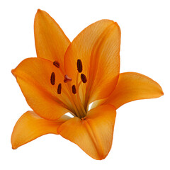 Orange lilies on white isolated background