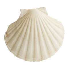 sea shells isolated on white background