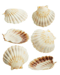 sea shells isolated on white background