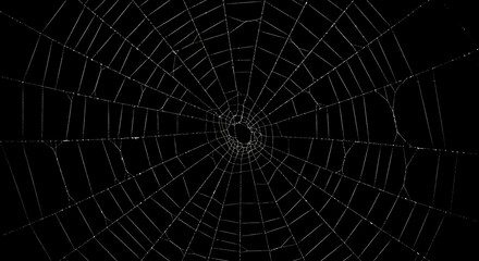 Obraz premium Detailed close-up view of a spiderweb against a black background.