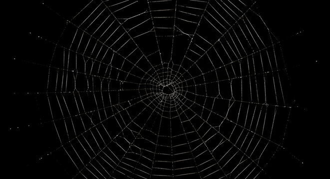 A close-up view of a delicate spider web against darkness.