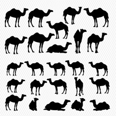 Silhouetted collection of camels in various poses, standing, sitting, and resting on the ground.