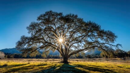 Obraz premium A large oak tree stands in a sunlit field with the sun shining through its branches under a clear blue sky