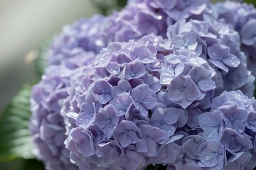 Hydrangea macrophylla, close-up, selective focus