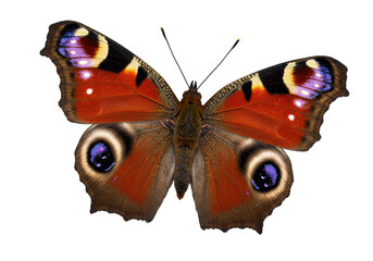 Isolated Colorful Peacock Butterfly with Intricate Wing Patterns