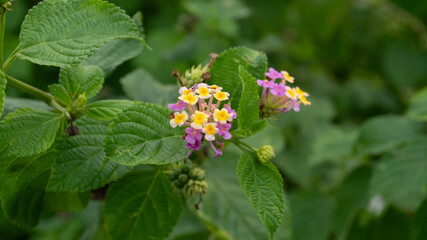 Closeup Of Pink And Yellow Flowers With Green Leaves