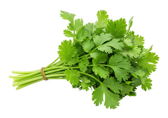 Isolated Fresh Cilantro Bunch Herb Ingredient Culinary Use
