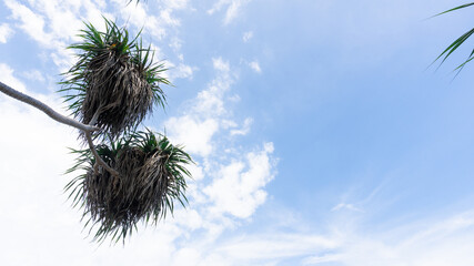 Tropical Plant Branch Against Cloudy Blue Sky