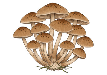 Isolated Cluster of Honey Fungus Mushrooms Growing Together