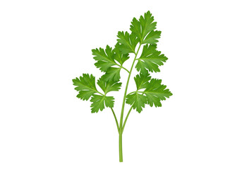 Isolated Fresh Parsley Sprig Culinary Herb