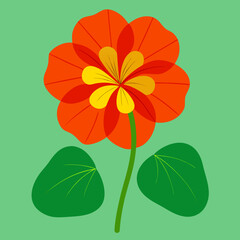 orange flower on white background