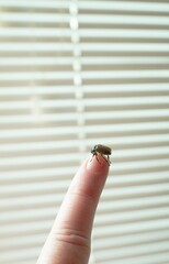 A beetle sits on the tip of a human finger against the background of light blinds. Macro...