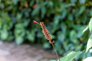 Odontonema Cuspidatum (Espiga de Fogo)