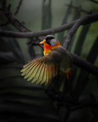 Close up of a Silver-eared Mesia spreading wings