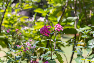 Flores