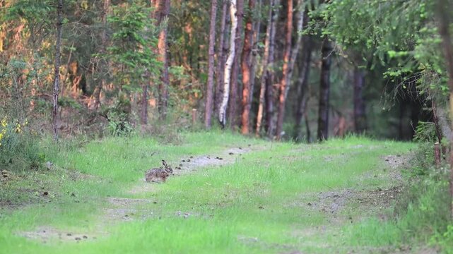 Male European hare eating grass in a forest path. Lepus europaeus, Pinus sp, Abies sp, Sologne, Loiret 45, r&eacute;gion Centre Val de Loire, France, European Union, Europe