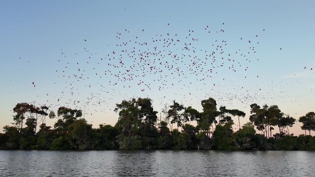 Fock Of The Guaras At Parnaiba In Piaui Brazil. Seabirds Riverside. Wildlife Landscape. Piaui Brazil. Parnaiba Delta Phenomenon. Fock Of The Guaras At Parnaiba In Piaui Brazil. Parnaiba Delta.