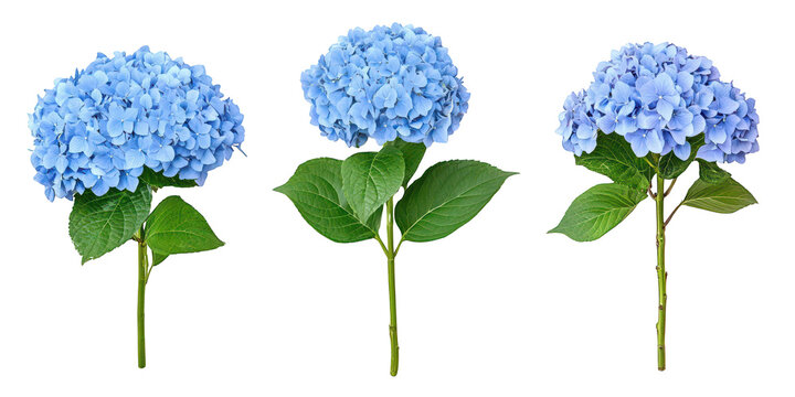 Blue hydrangea blooms isolated on a transparent background