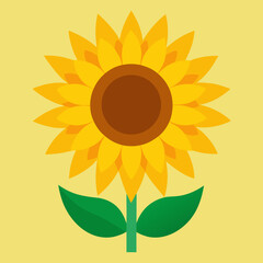 sunflower on white background