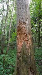 Fototapeta premium A tree in the forest with damaged bark from the horns of an elk or deer. Fresh long scratches and stripped wood among the greenery of the forest.