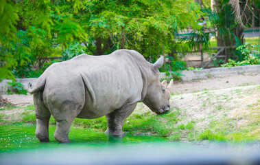 Obraz premium White rhinoceros in the zoo. Animal in the park.