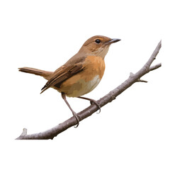 robin on branch isolated on white