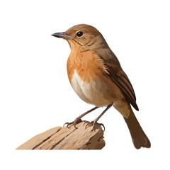 A small songbird robin with a red breast perched on a branch or wooden board against a white background