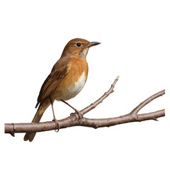 robin perched on a branch