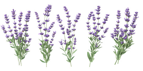Obraz premium Lavender floral sprigs isolated on a transparent background